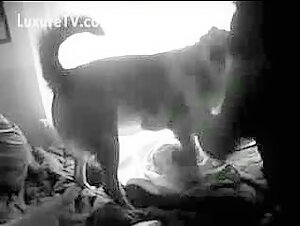 Two 18 year old sisters masturbate with their little dog on the bed