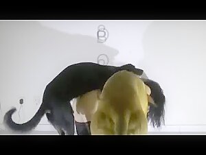 Two dogs having fun with a naughty woman