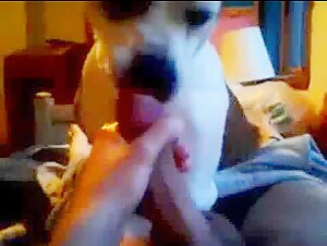 Two dogs lick the cum