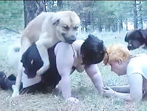 Two fat grannies and two dogs