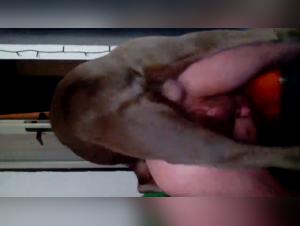 Uncontrollable animality: MILF and her canine pleasure