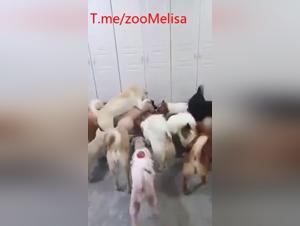 Uncontrollable animality: wild and irresistible canine fucking
