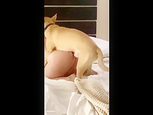 Unfaithful wife fucked by dog