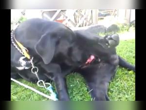 Unleash your Deepest Desires: Hardcore Animal Sex