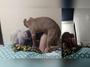 Unleashed Reactions: The Fairy and Animal Brothel