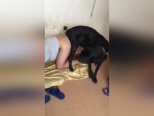 Unveil the obscure secrets of the Dog Knot