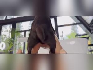 Valentine: Limitless desire, where the animal takes precedence