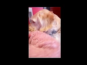 Video Zoophilia Dog and Slut