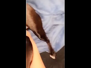 Videologs Bestiality - Bestiality in diaper with her pussy pussy and a salty dog