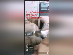 violent Asian canine orgy