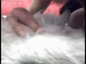 Webcam Asia Extreme: Girls and Dogs in Intimate Sex