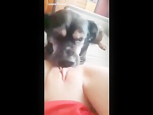 Well trained for canine pleasure