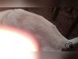 whip, knots and animal desire