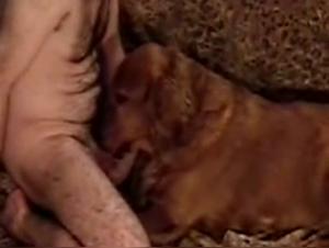 Whipped Dog: Sordid Delights of a Bestial Affair