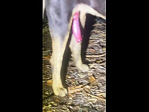 White Abomination: The Bestial Delight