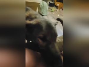 wild and erotic canine fuck