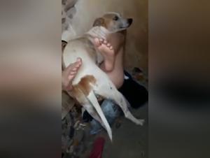 wild and immodest canine orgies