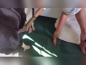 wild animal orgies: a hardcore journey