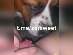 Wild bestial orgies: dogs, tickles and crazy orgasms