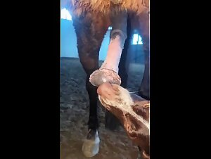 Wild Bestiality: Dog Plays With a Mare