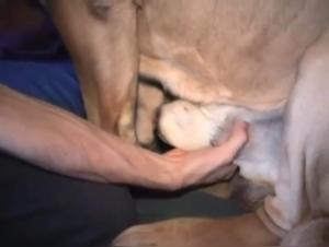 Wild bestiality: explore the limits of desire