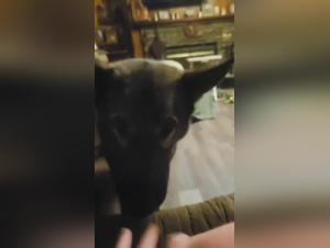 Wild bestiality: GSD and Teen in extreme enjoyment