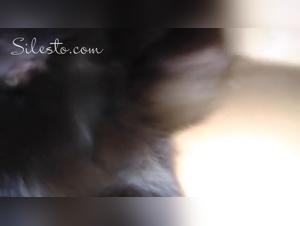 Wild Delights: A Night of Obscene Passion