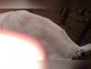 Wild delights: Bestiale fiery is exposed