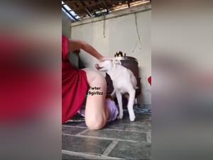 Wild delights: canine ardor