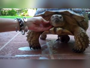 Wild Delights: The Irresistible Attraction between Woman and Turtle