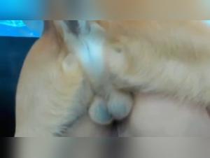 Wild Delights: The Unbelievable Pleasure of a Canine Bonding