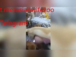 Wild desire: Chinese, dog, extreme sex