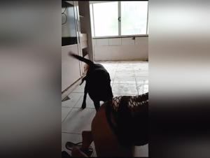 Wild fuck: amateur brasileirane and her dog