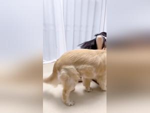 wild fuck, chinoiserie and dog