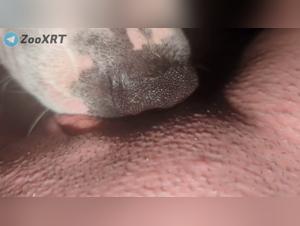 Wild fuck: dog and whore