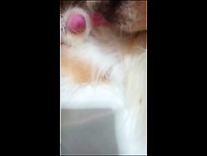 Wild fuck: slut prey to bestial instincts