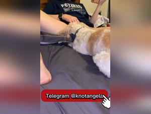 wild fuck with dog, animal desire