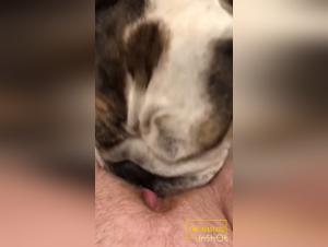 Wild Unveilings: Canine Passion Unleashed