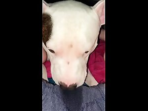 Wild woman fucks her dog