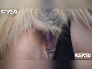 Wild zoophilia: Alexa meets canine desire