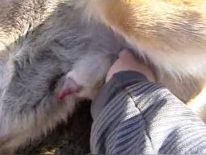 Wild zoophilia: Uncontrollable animal pleasure