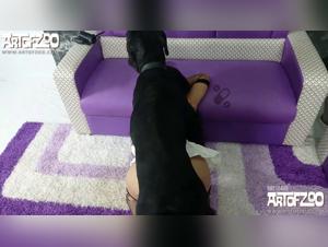 Wild zoophilia: Uncontrolled canine debauchery