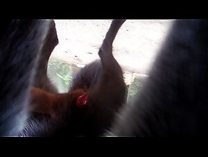 Wolf subjected to outdoor masturbation