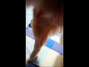 Woman and dog: a bestial and passionate encounter