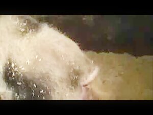 Woman and pig: a bestial encounter (bad view)