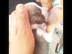 Woman breastfeeding a puppy: a shocking scene of zoophilia