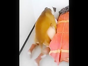 Woman caught in act of bestiality with dog