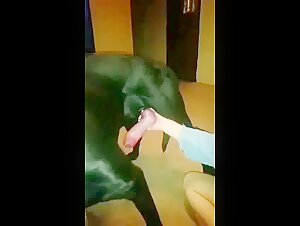 Woman giving a blowjob to a dog