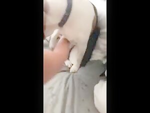 Woman masturbates with a dog during a hard threesome
