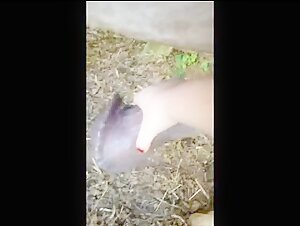 Workhorse in Intimacy